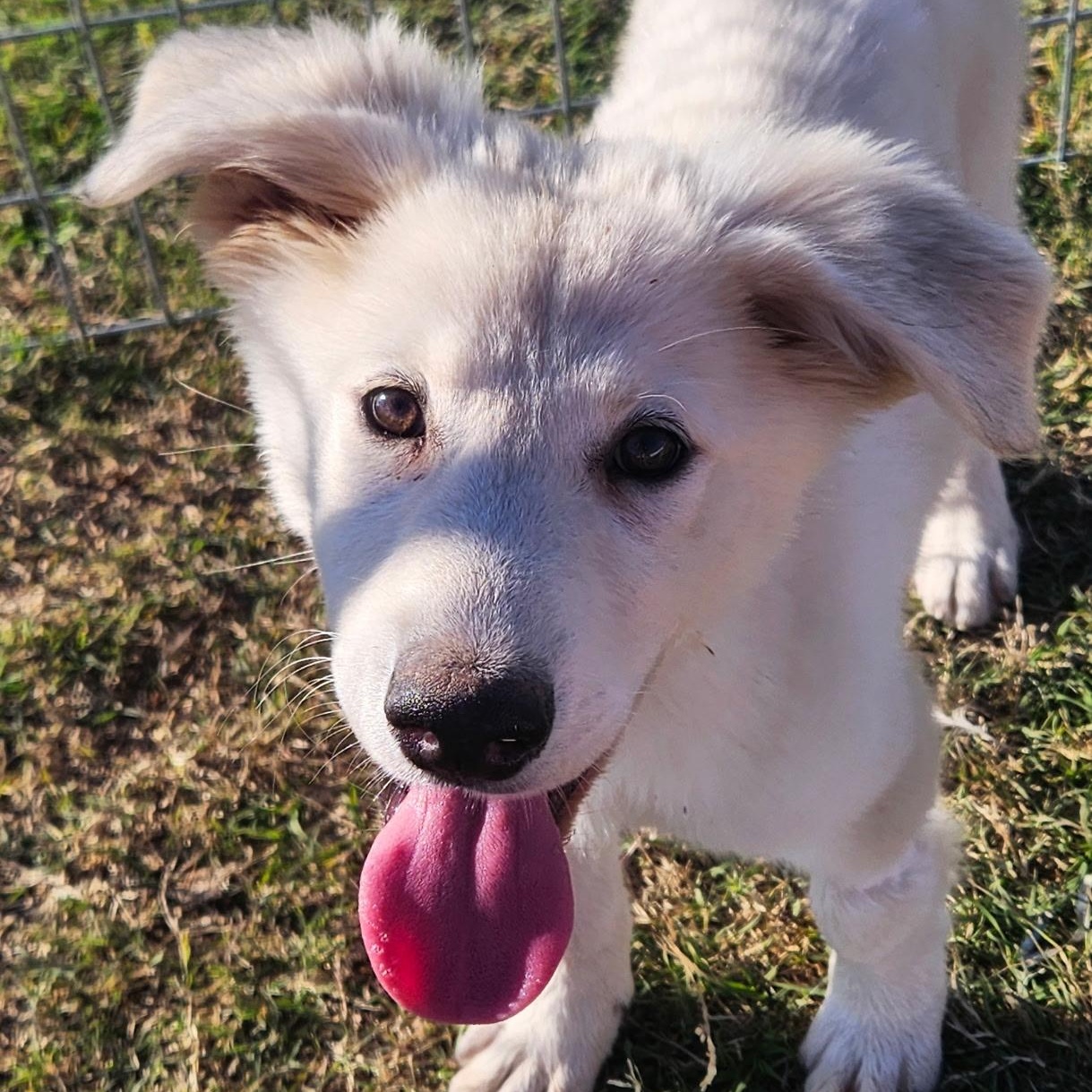 Four Great Pyrenees Puppy thumbnail 5