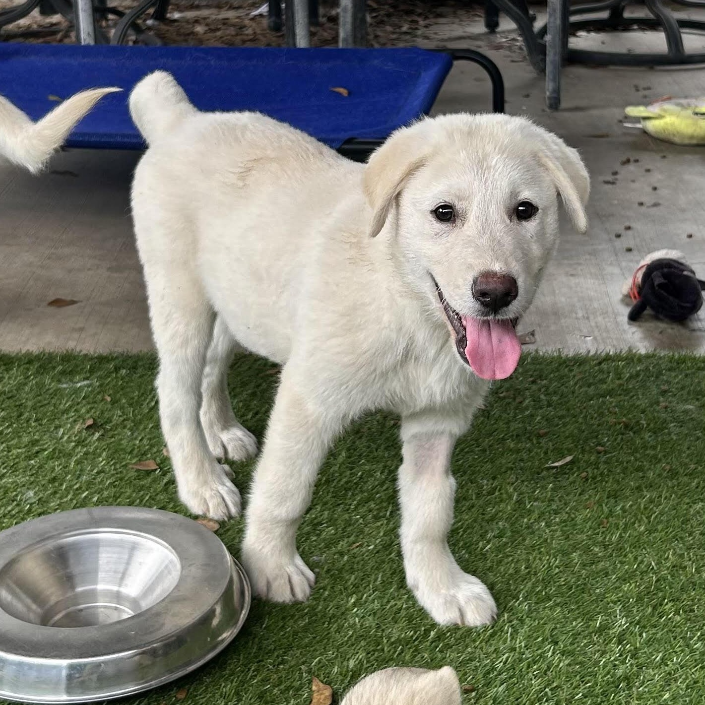 Four Great Pyrenees Puppy thumbnail 6
