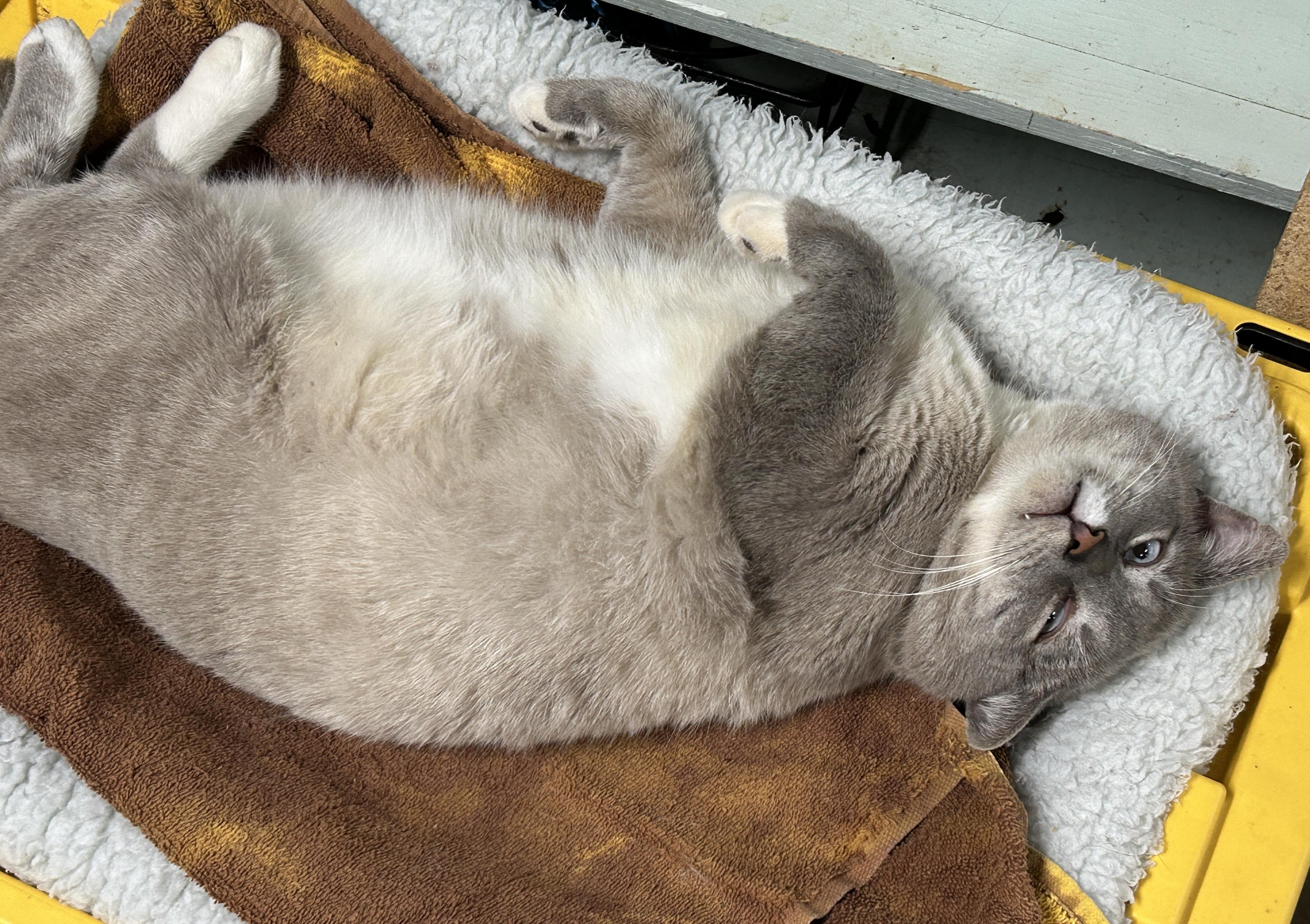 Enlarge Hagrid, a ADOPTABLE Siamese in Marble Falls, TX image 2/2