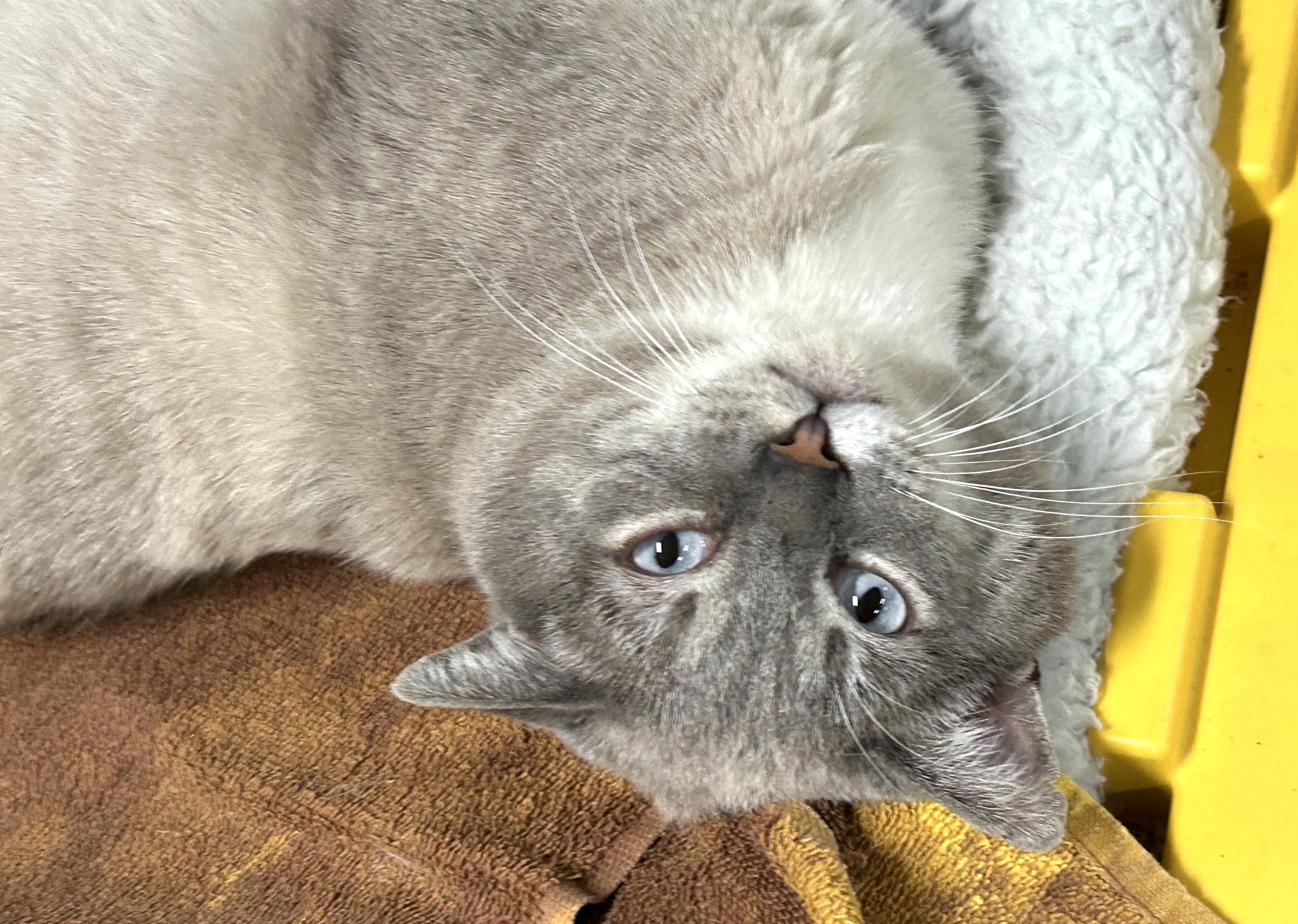 Enlarge Hagrid, a ADOPTABLE Siamese in Marble Falls, TX image 1/2