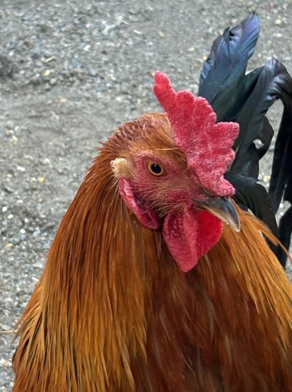 Peanut, Adoptable, Young Male Chicken.