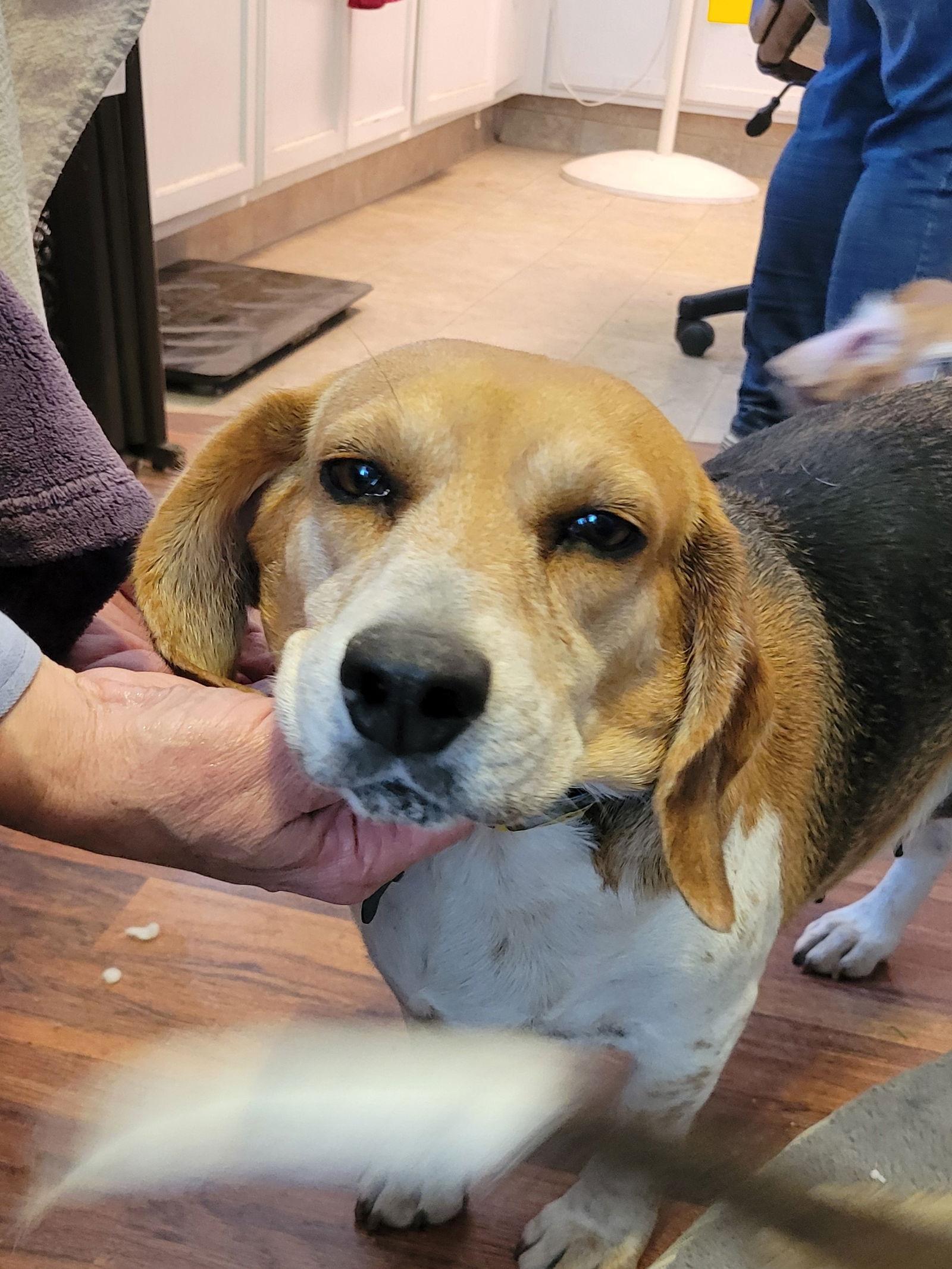 Enlarge Glenda, a Adopted Beagle in Las Vegas, NV image 1/3