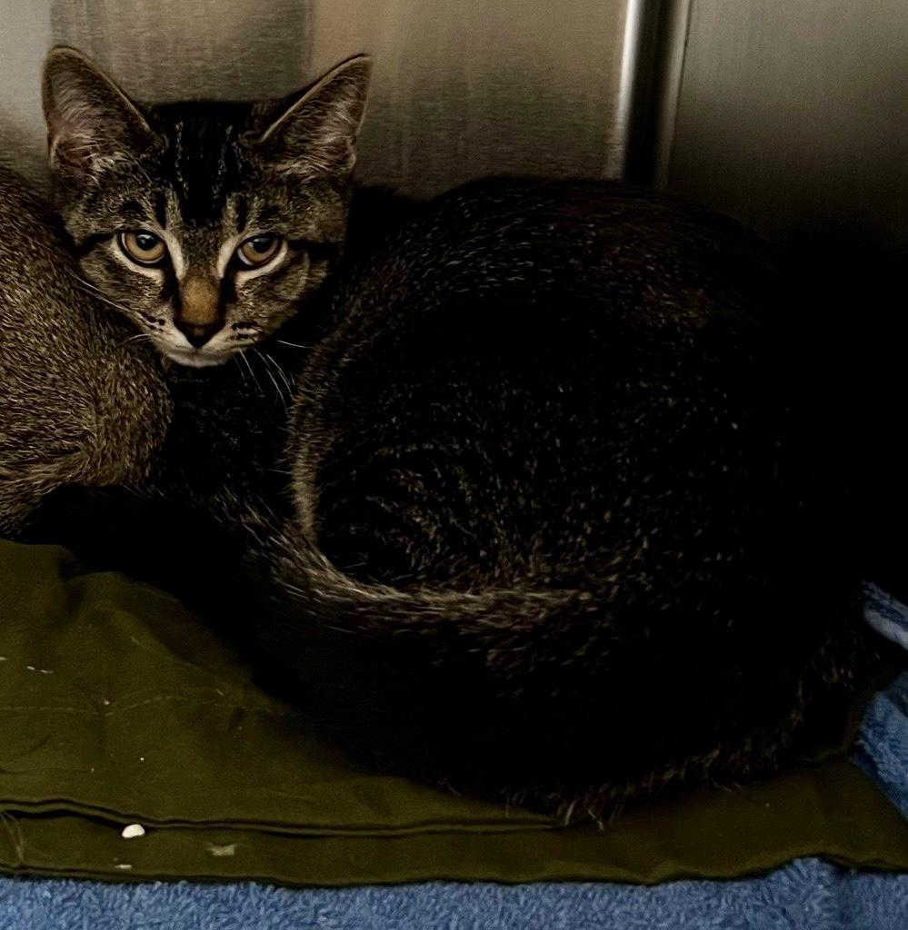Enlarge Rex, an adopted Domestic Short Hair in Culpeper, VA image 1/1