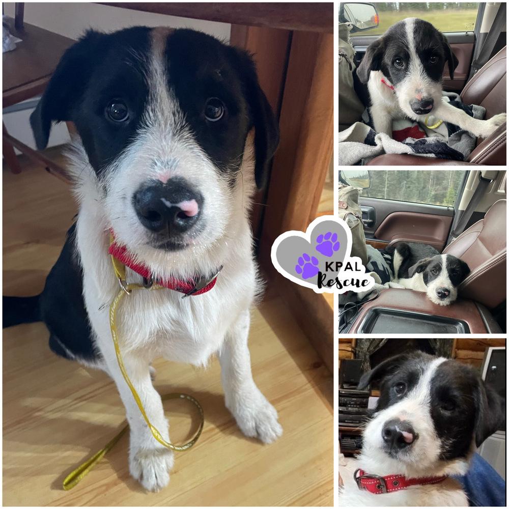 Thunder, Adopted, Puppy Male Karelian Bear Dog.