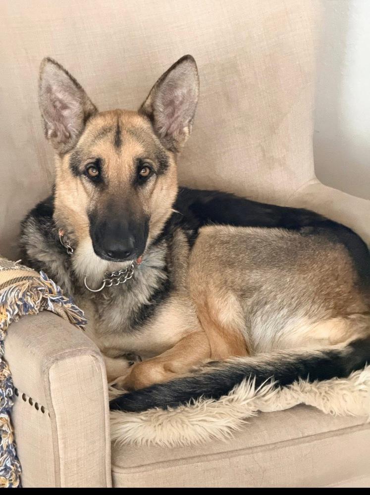 Kanga, Adoptable, Young Female German Shepherd Dog.