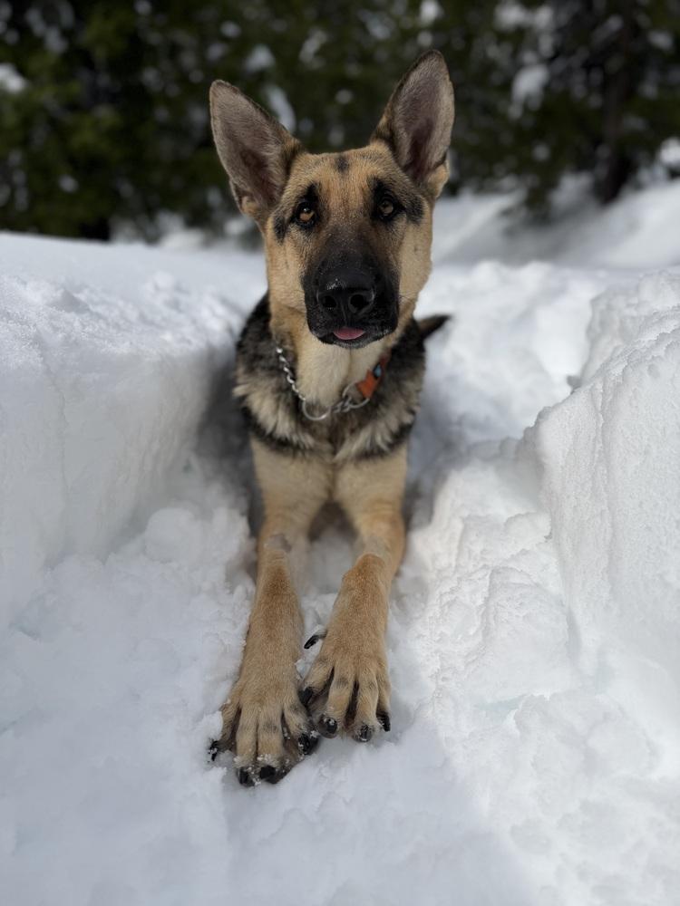 Enlarge Kanga, a Adoptable German Shepherd Dog in Pleasant Hill, CA image 2/6