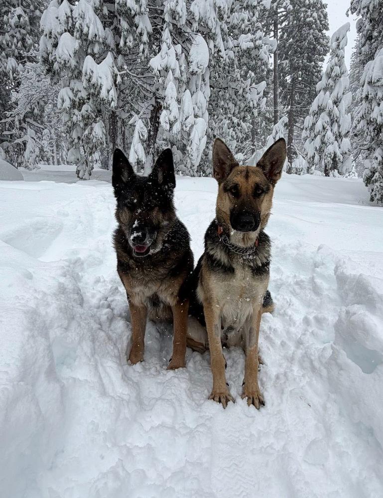 Kanga, a Adoptable German Shepherd Dog in Pleasant Hill, CA image 3/6