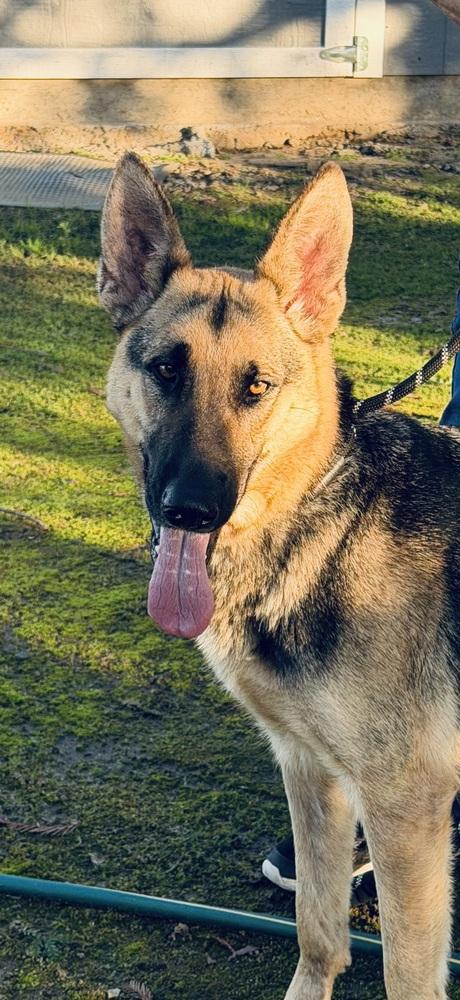 Enlarge Kanga, a Adoptable German Shepherd Dog in Pleasant Hill, CA image 2/3