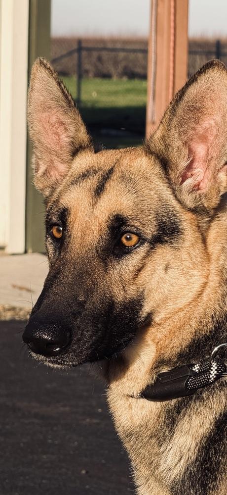 Enlarge Kanga, a Adoptable German Shepherd Dog in Pleasant Hill, CA image 3/3