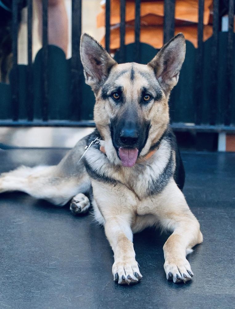 Kanga, a Adoptable German Shepherd Dog in Pleasant Hill, CA image 4/6