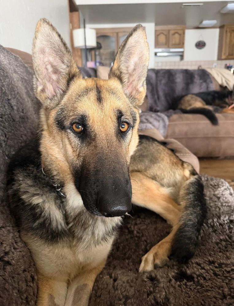 Kanga, a Adoptable German Shepherd Dog in Pleasant Hill, CA image 6/6