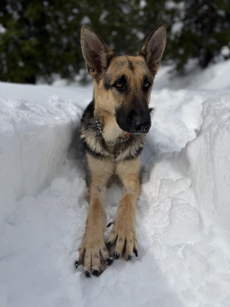 Enlarge Kanga, a Adoptable German Shepherd Dog in Pleasant Hill, CA image 6/6