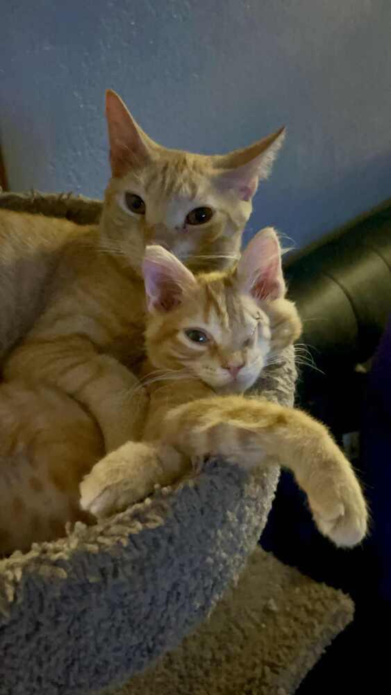 Ziggy, a Adoptable Tabby in Fern Park, FL image 1/2