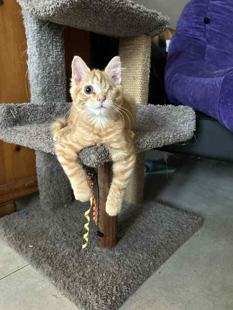 Ziggy, a Adoptable Tabby in Fern Park, FL image 2/2