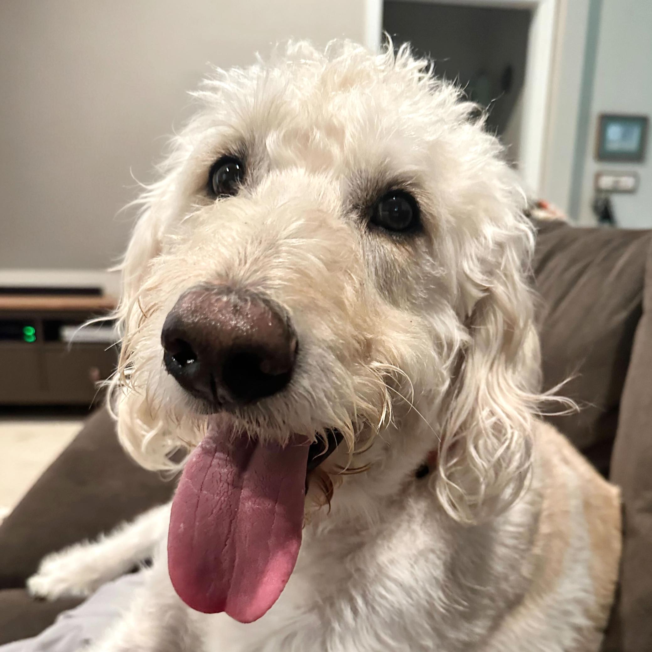 Charlie Walker, an adoptable Labradoodle in Garland, TX, 75041 | Photo Image 2