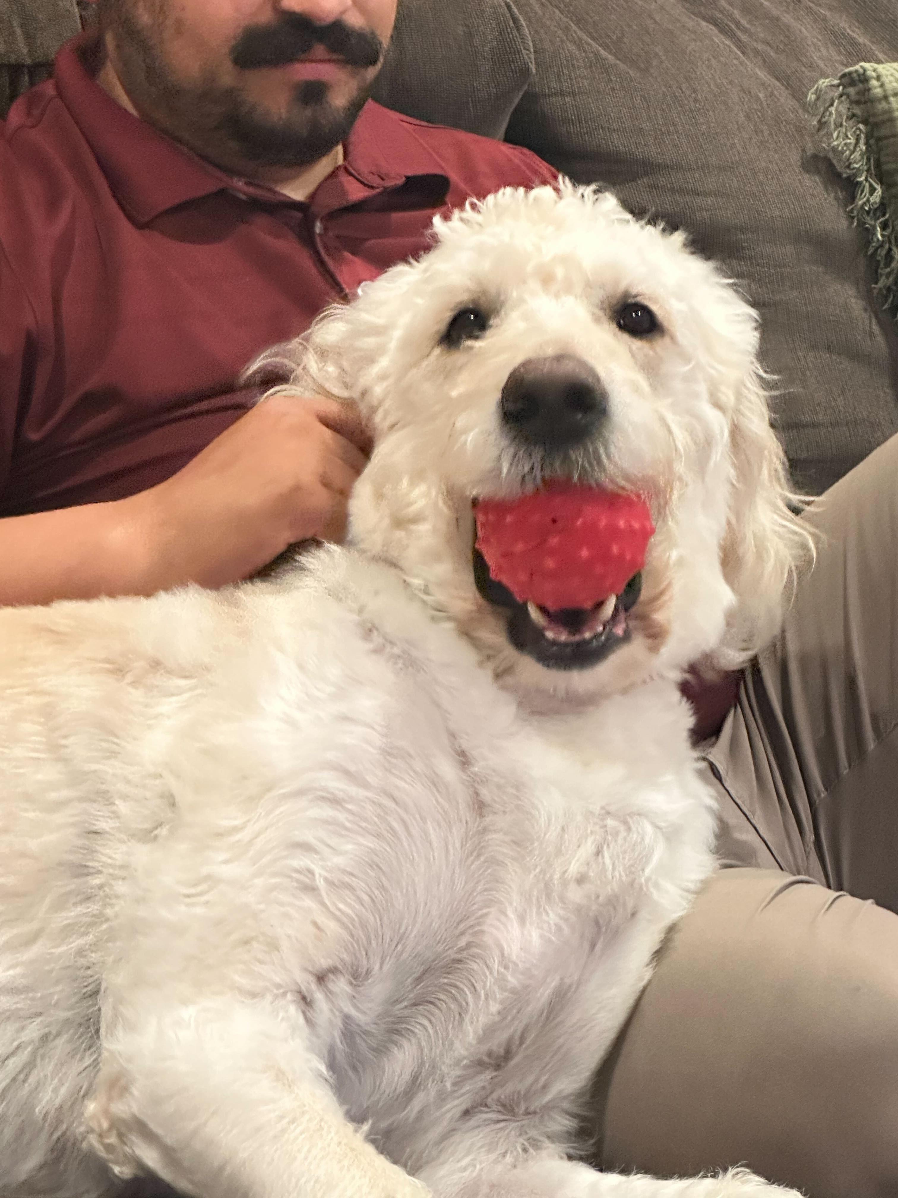 Charlie Walker, an adoptable Labradoodle in Garland, TX, 75041 | Photo Image 3