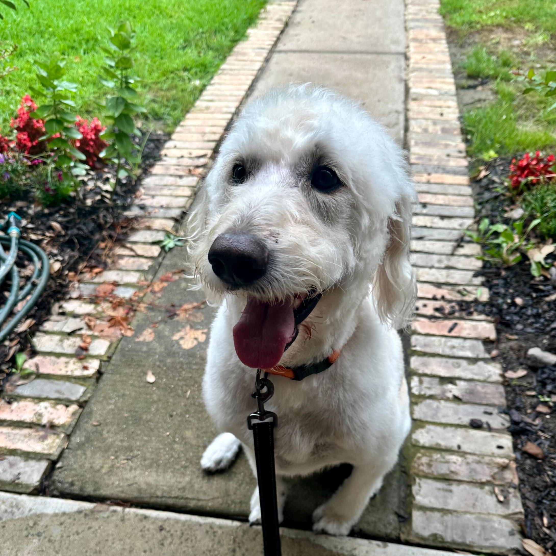 Charlie Walker, an adoptable Labradoodle in Garland, TX, 75041 | Photo Image 1