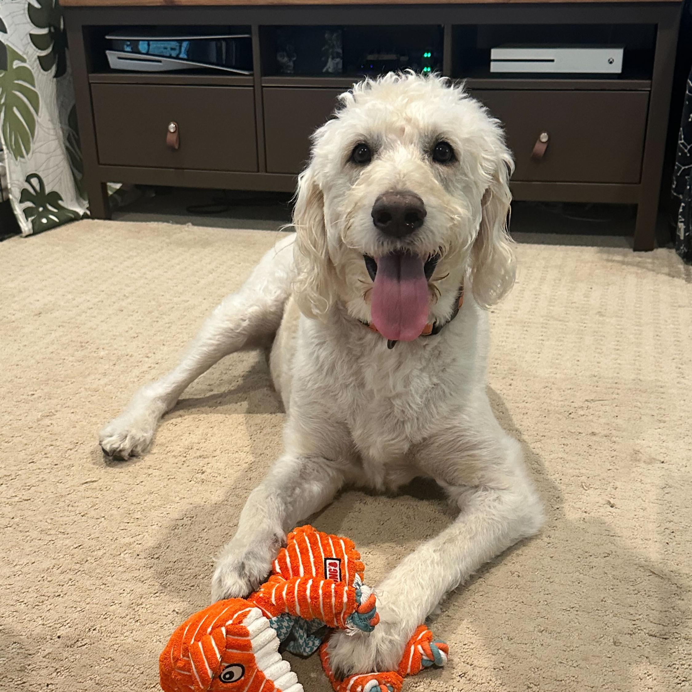 Charlie Walker, an adoptable Labradoodle in Garland, TX, 75041 | Photo Image 4