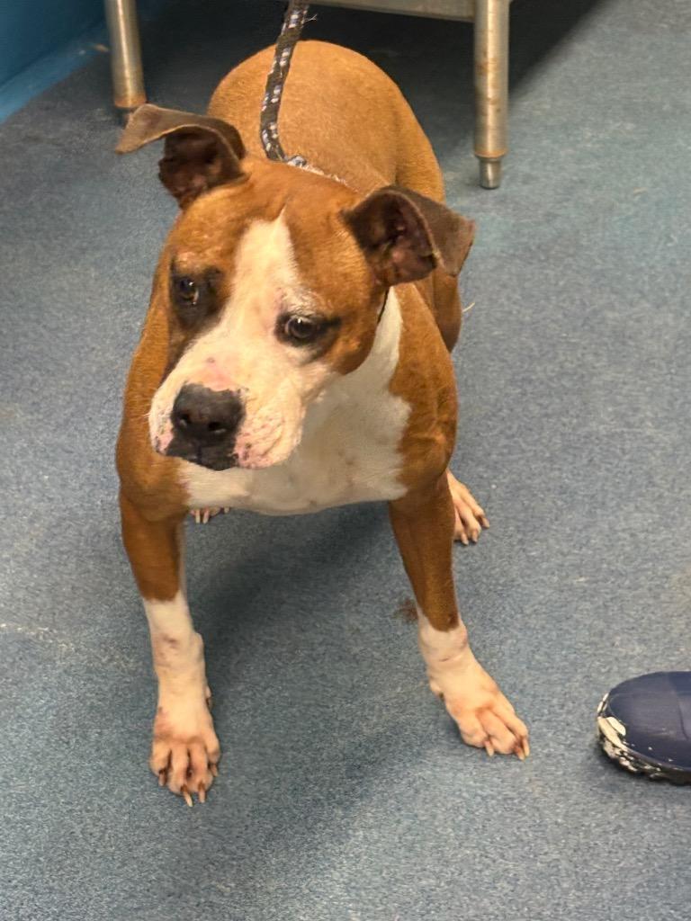 Enlarge Pretty, a Adoptable mixed breed in Effingham, SC image 5/6