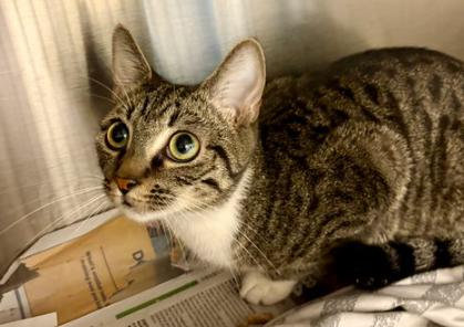 180580 Valora, Adult Female Domestic Short Hair