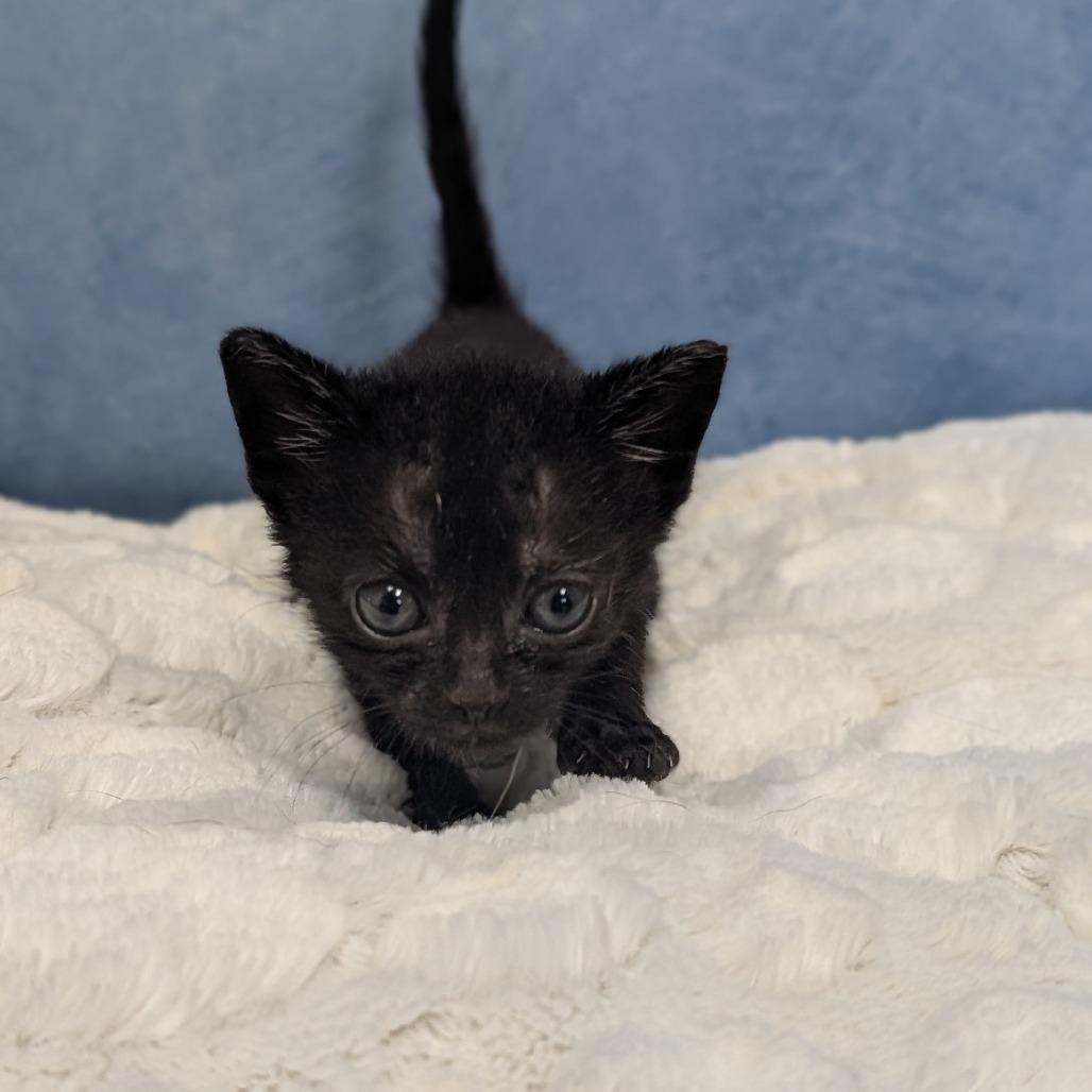 Bottle Kitten 1, a Adoptable Domestic Short Hair in Buchanan Dam, TX image 1/2
