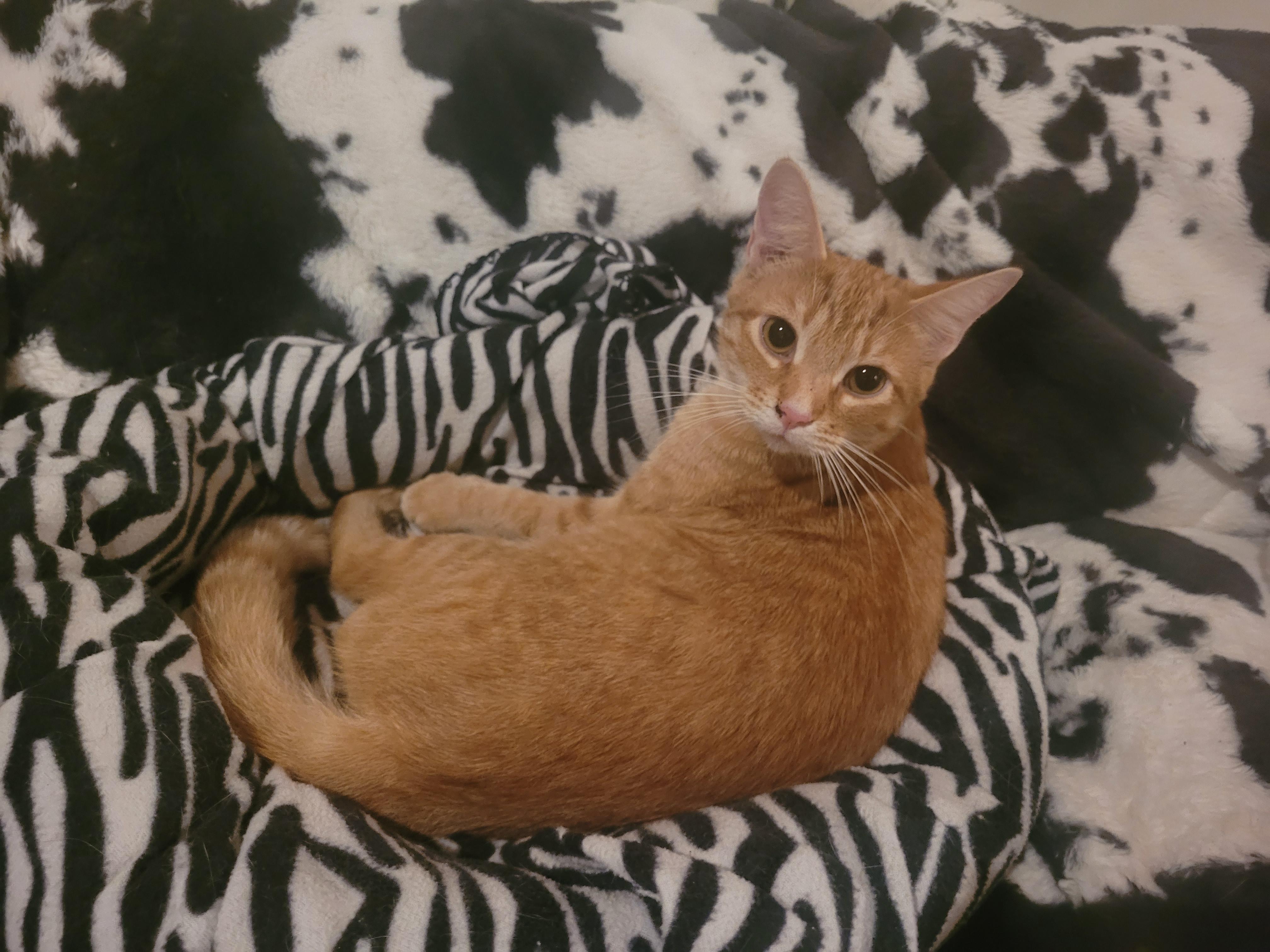 Enlarge Lion, a Adoptable Tabby in North Myrtle Beach, SC image 3/5