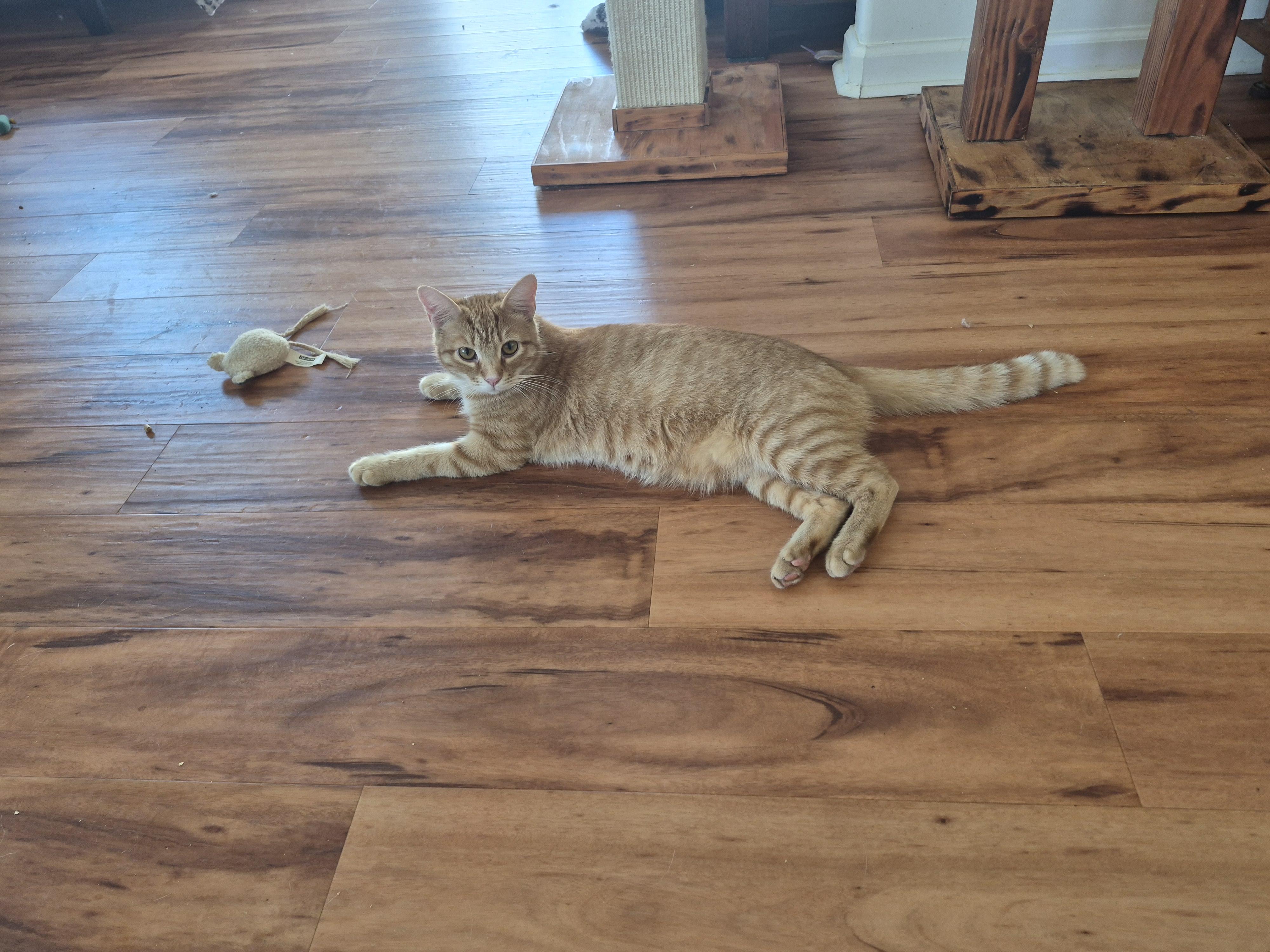 Lion, Adoptable, Young Male Tabby.