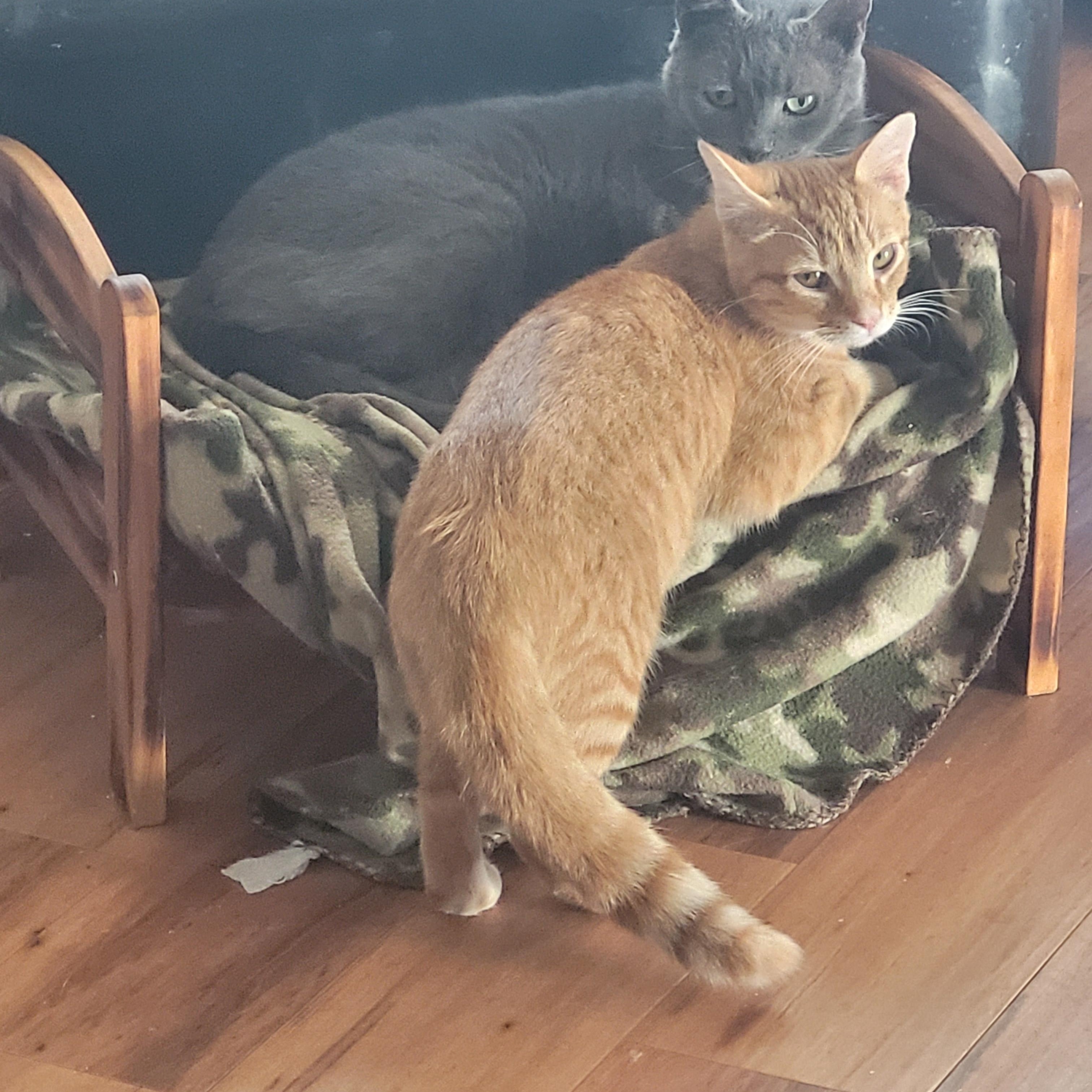 Enlarge Lion, a Adoptable Tabby in North Myrtle Beach, SC image 5/5