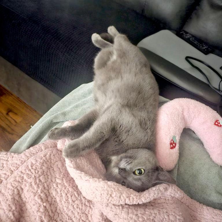 Enlarge Akira, a ADOPTABLE mixed breed in Mauldin, SC image 3/4