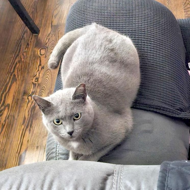 Akira, ADOPTABLE, Young Female Russian Blue.