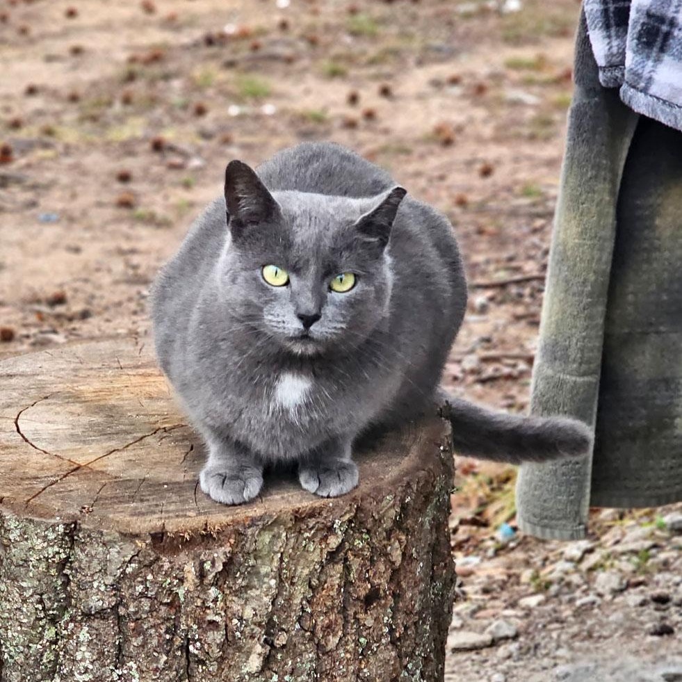 Enlarge Akira, a ADOPTABLE mixed breed in Mauldin, SC image 4/4