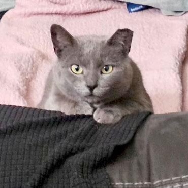 Enlarge Akira, a ADOPTABLE mixed breed in Mauldin, SC image 2/4