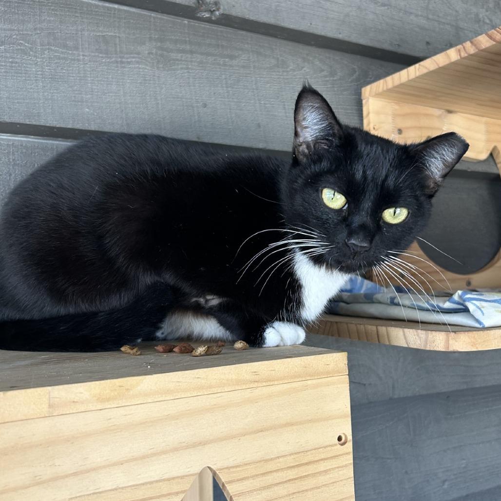 Bruschetta, Adoptable, Adult Female Domestic Short Hair.