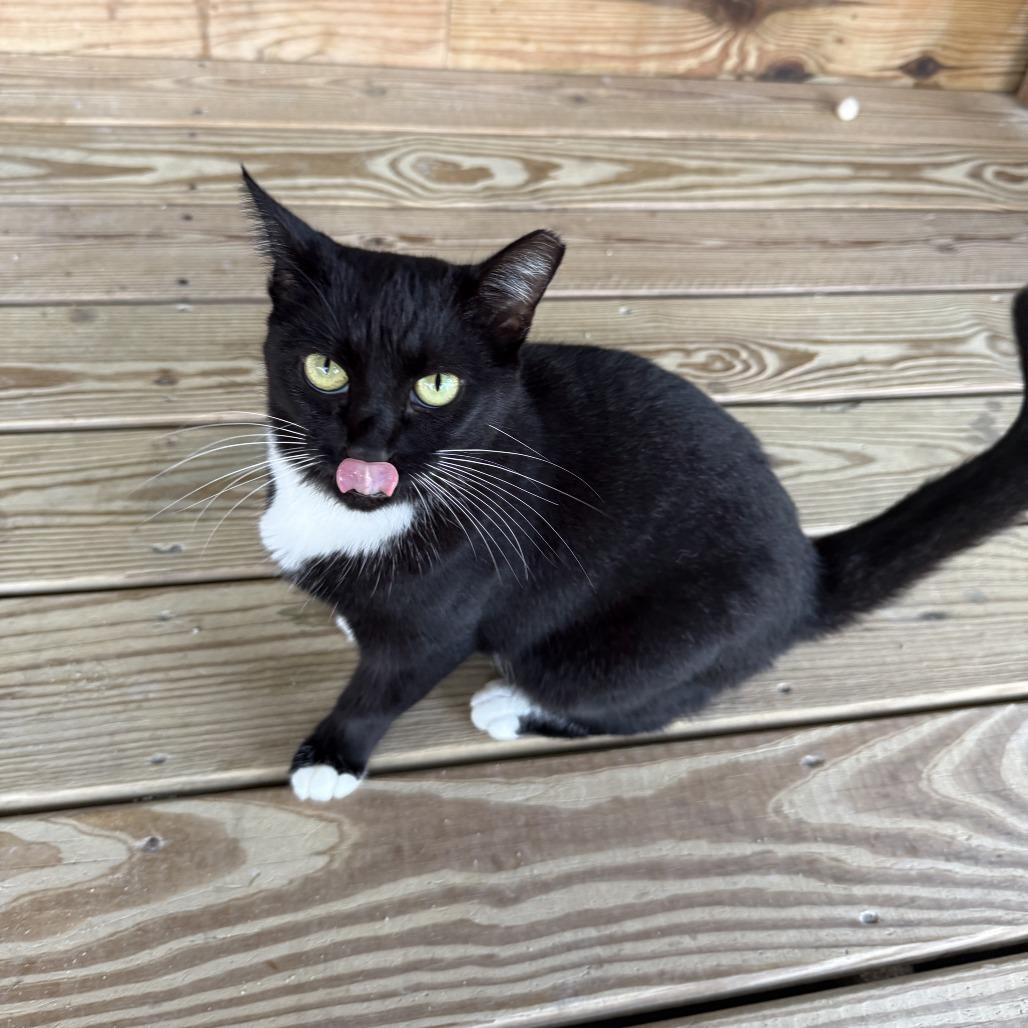 Enlarge Bruschetta, a Adoptable Domestic Short Hair in Freeport, FL image 4/6