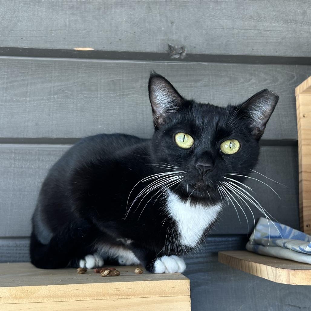 Enlarge Bruschetta, a Adoptable Domestic Short Hair in Freeport, FL image 5/6