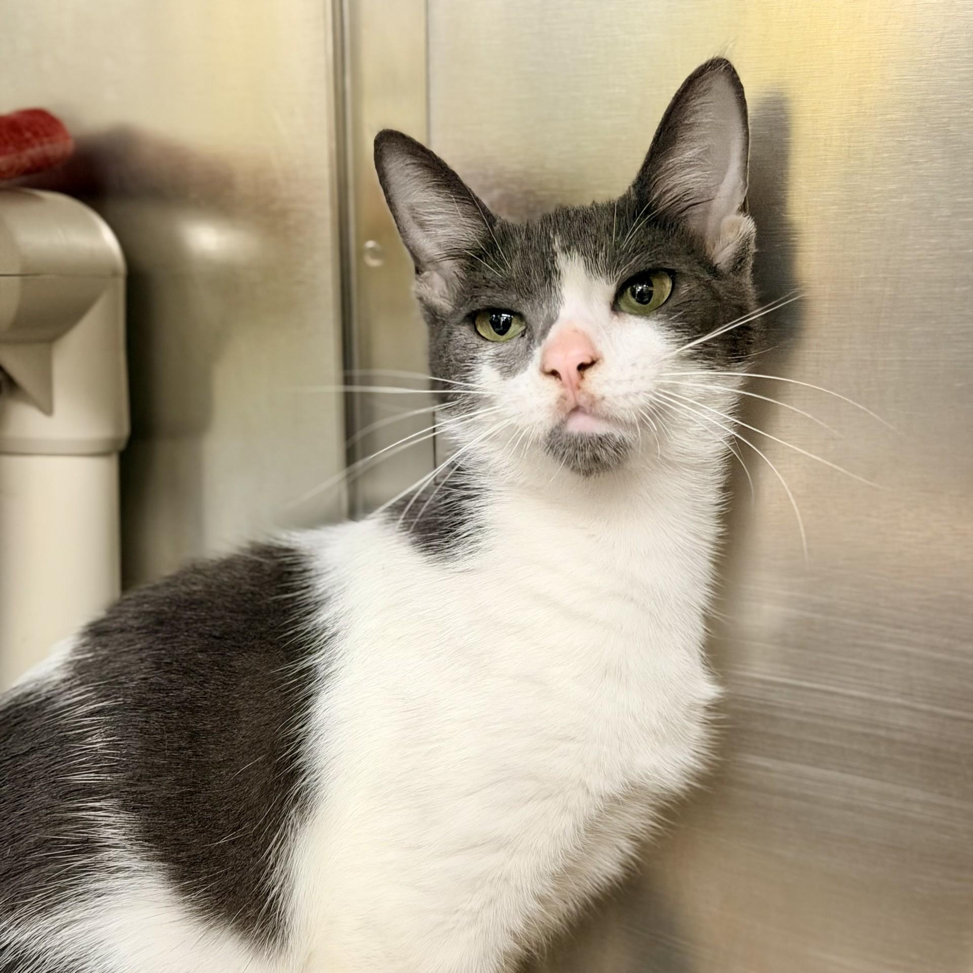 Villa, ADOPTABLE, Young Female Domestic Short Hair.