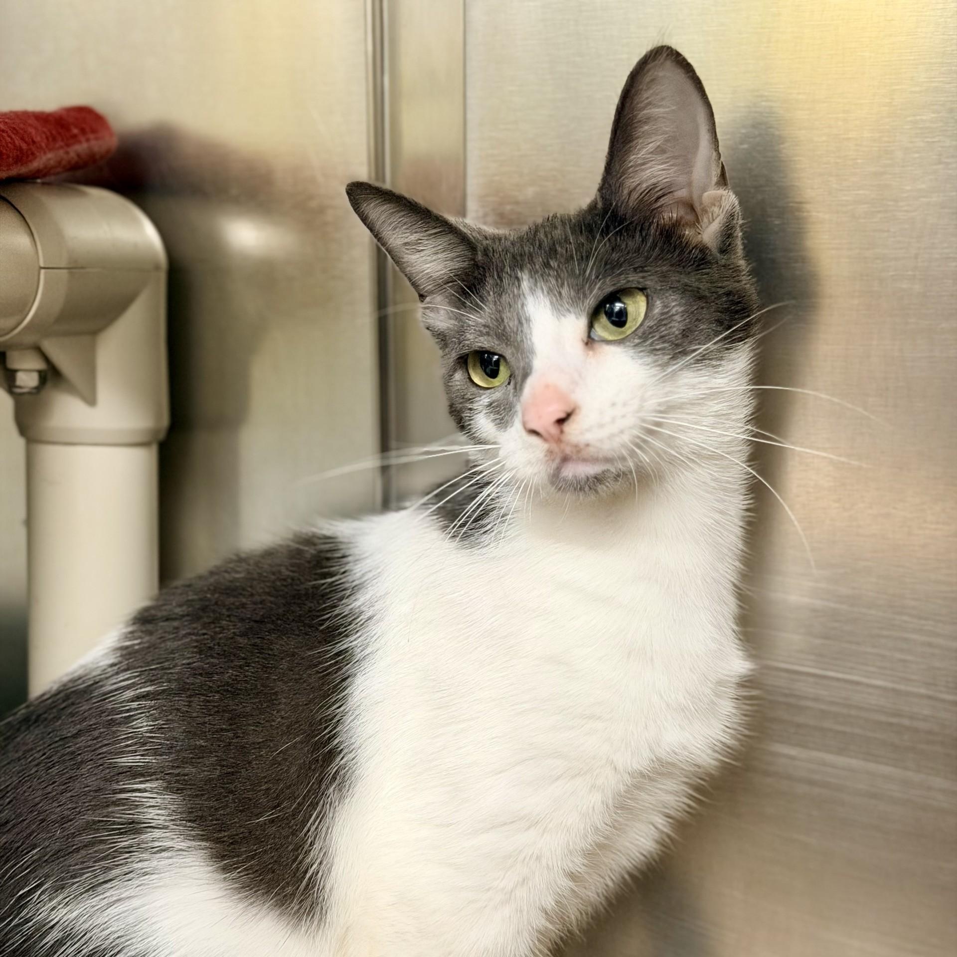 Enlarge Villa, a ADOPTABLE Domestic Short Hair in Jackson, NJ image 2/2