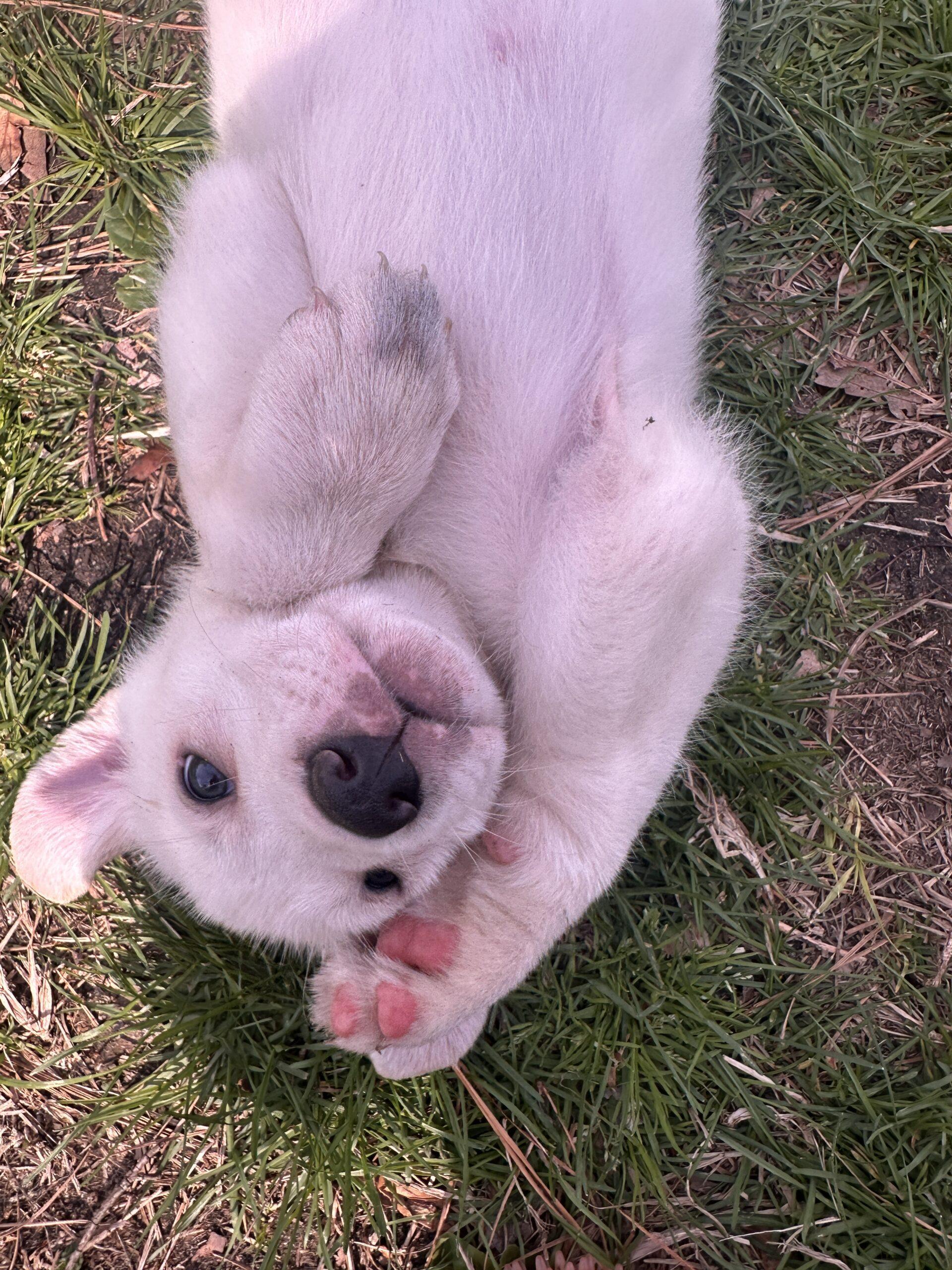 Enlarge Remus, a Adoptable mixed breed in Sanford, NC image 1/4