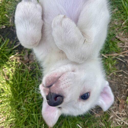 Enlarge Remus, a Adoptable mixed breed in Sanford, NC image 2/4