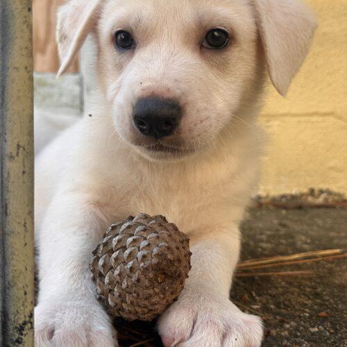 Enlarge Remus, a Adoptable mixed breed in Sanford, NC image 3/4