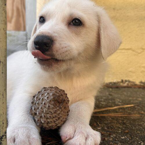 Enlarge Remus, a Adoptable mixed breed in Sanford, NC image 4/4