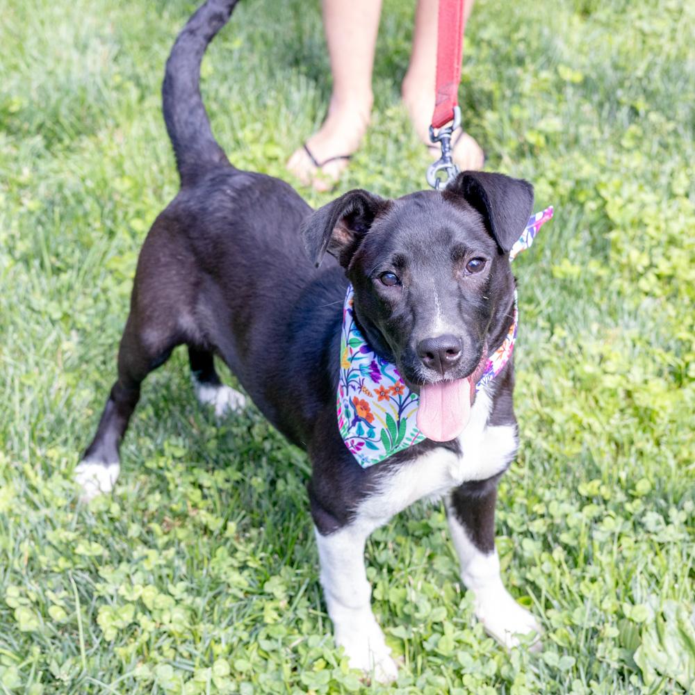 Riley (Female), a Adoptable mixed breed in West Grove, PA image 2/6