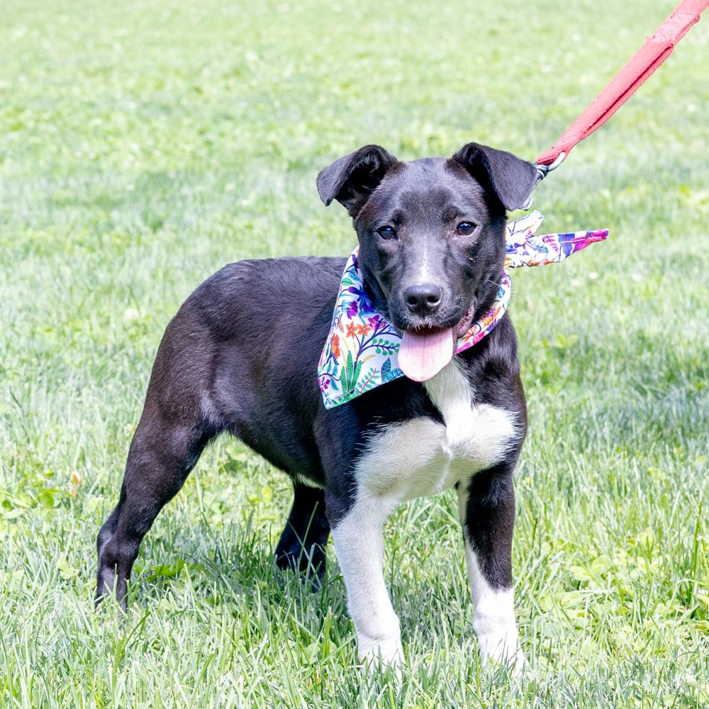 Riley (Female), a Adoptable mixed breed in West Grove, PA image 5/6