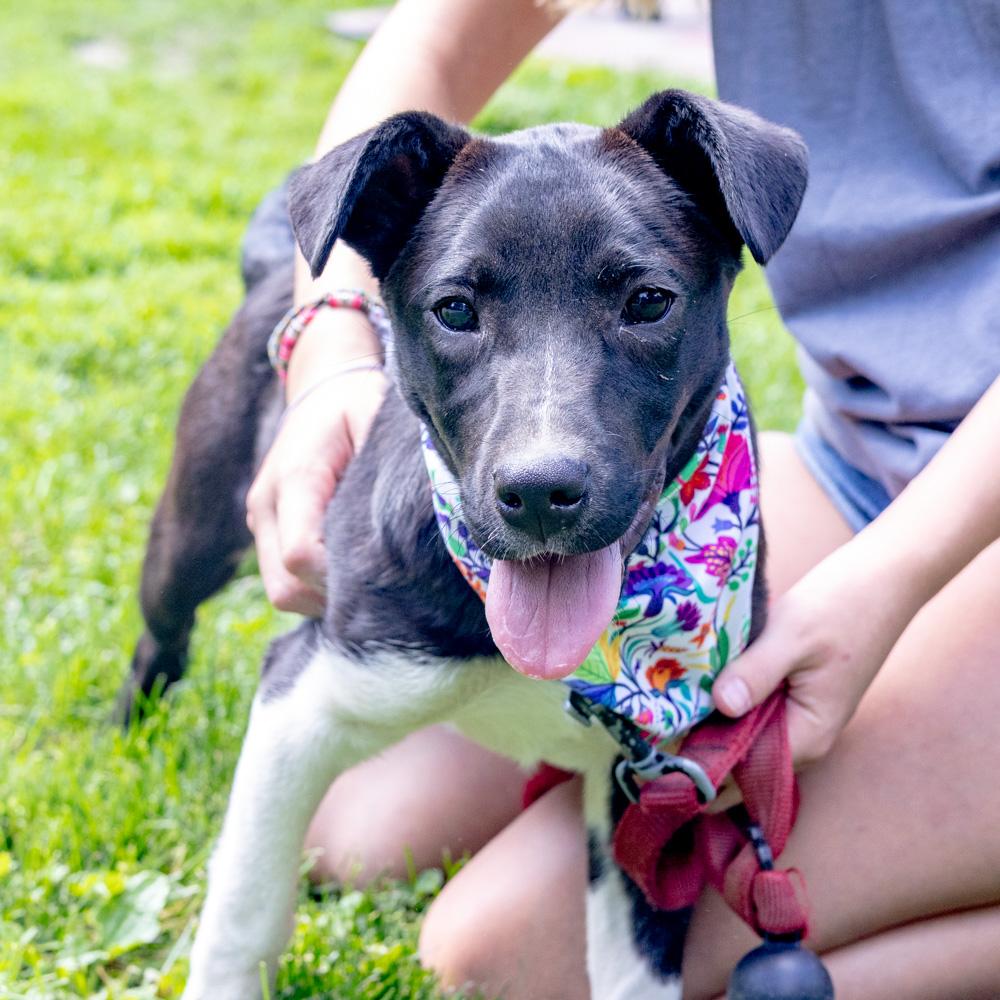 Riley (Female), a Adoptable mixed breed in West Grove, PA image 4/6