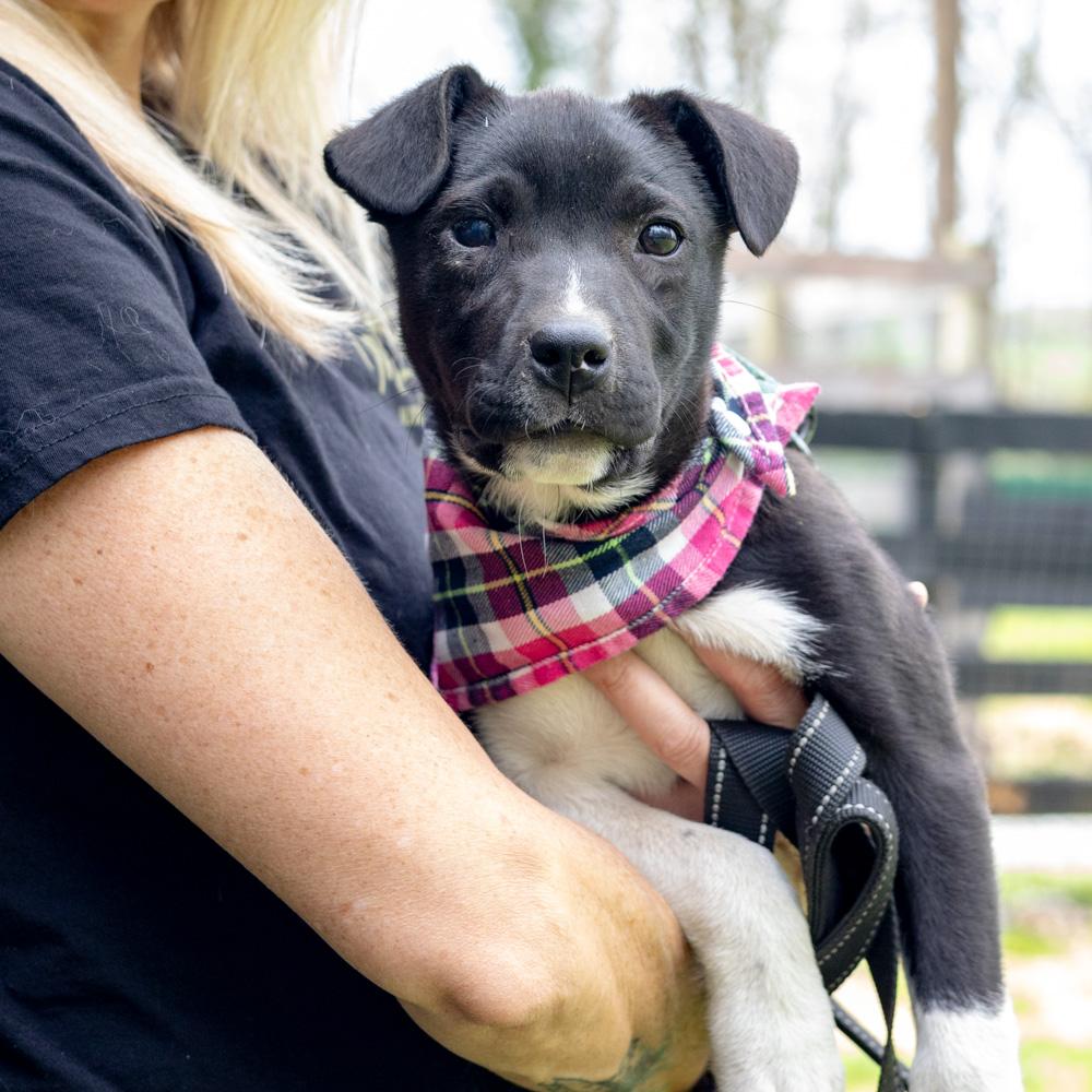 Enlarge Rosemary  (Female)   , a Adoptable mixed breed in West Grove, PA image 3/6