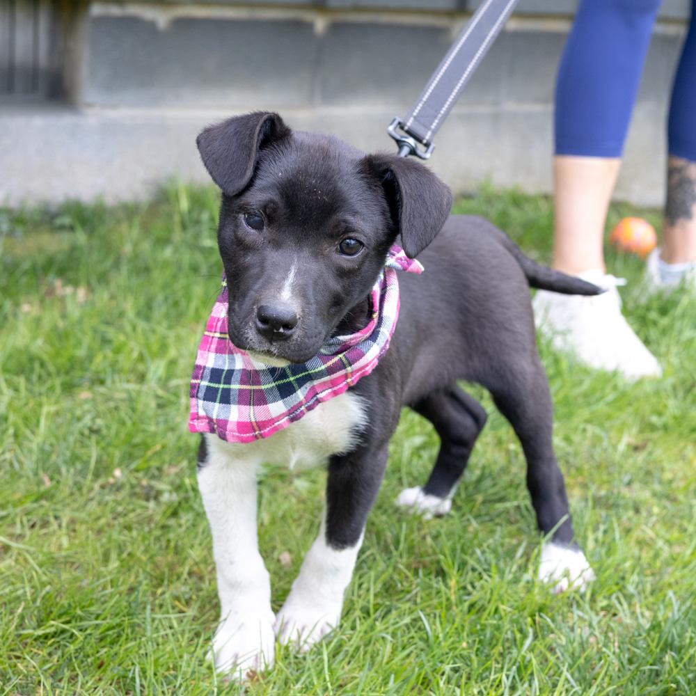 Enlarge Rosemary  (Female)   , a Adoptable mixed breed in West Grove, PA image 1/6