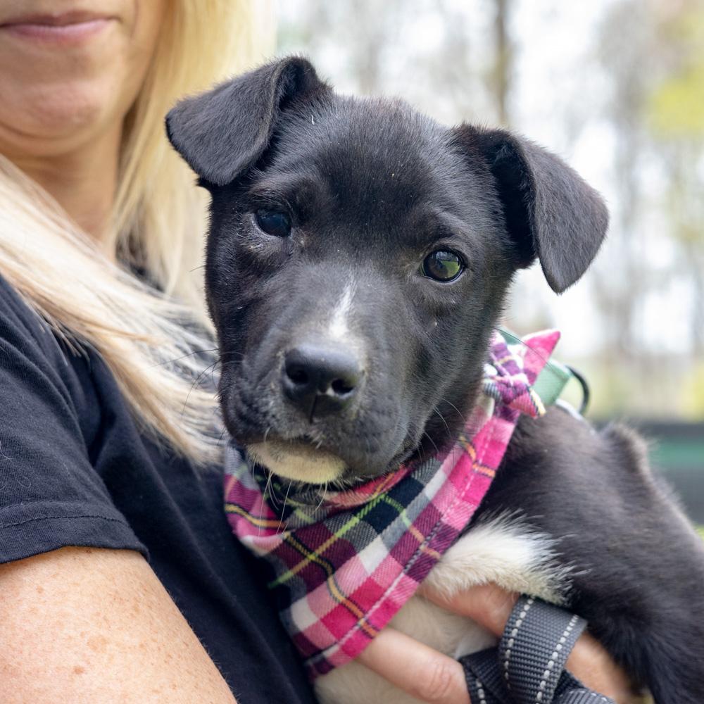 Enlarge Rosemary  (Female)   , a Adoptable mixed breed in West Grove, PA image 6/6