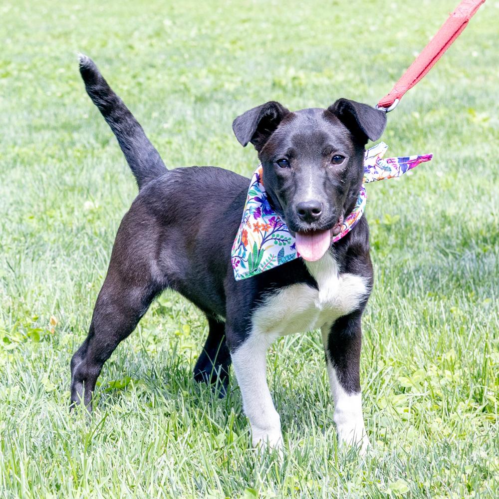 Riley (Female), Adoptable, Puppy Female Black Labrador Retriever & Border Collie.