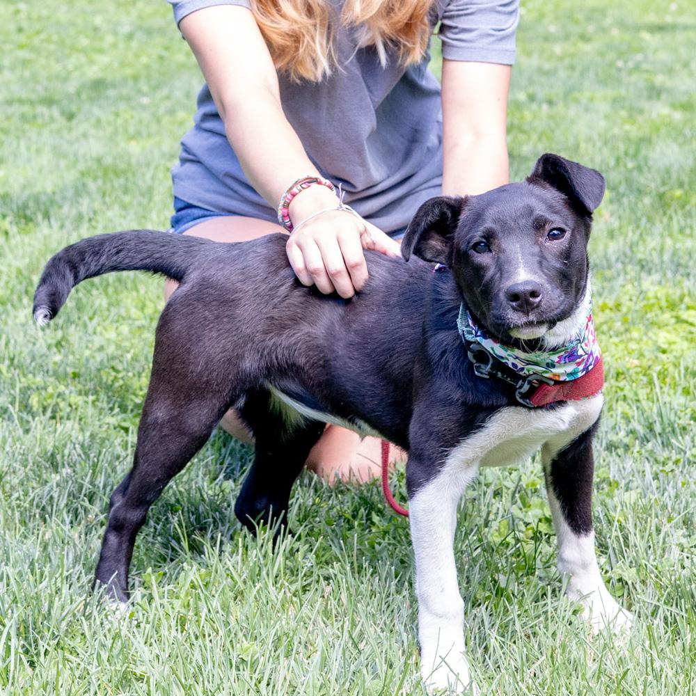 Riley (Female), a Adoptable mixed breed in West Grove, PA image 3/6