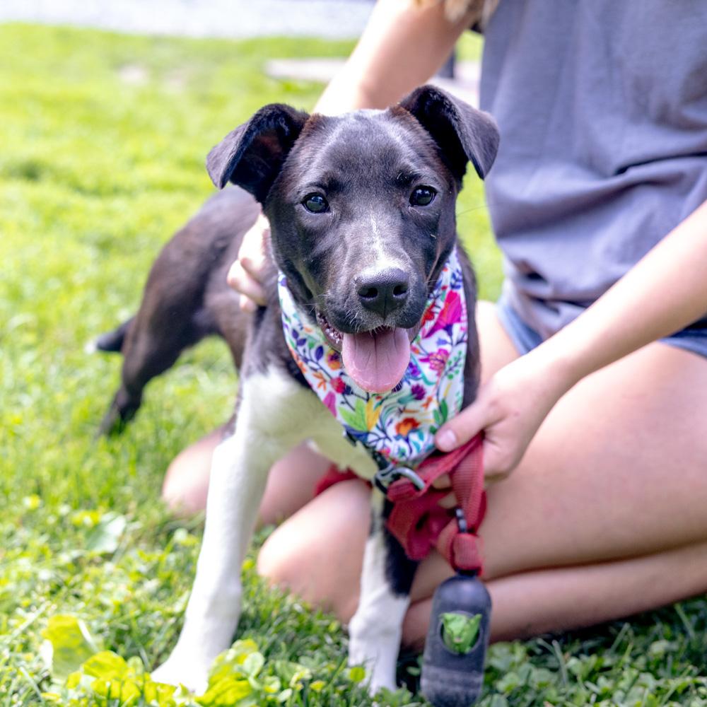 Riley (Female), a Adoptable mixed breed in West Grove, PA image 6/6